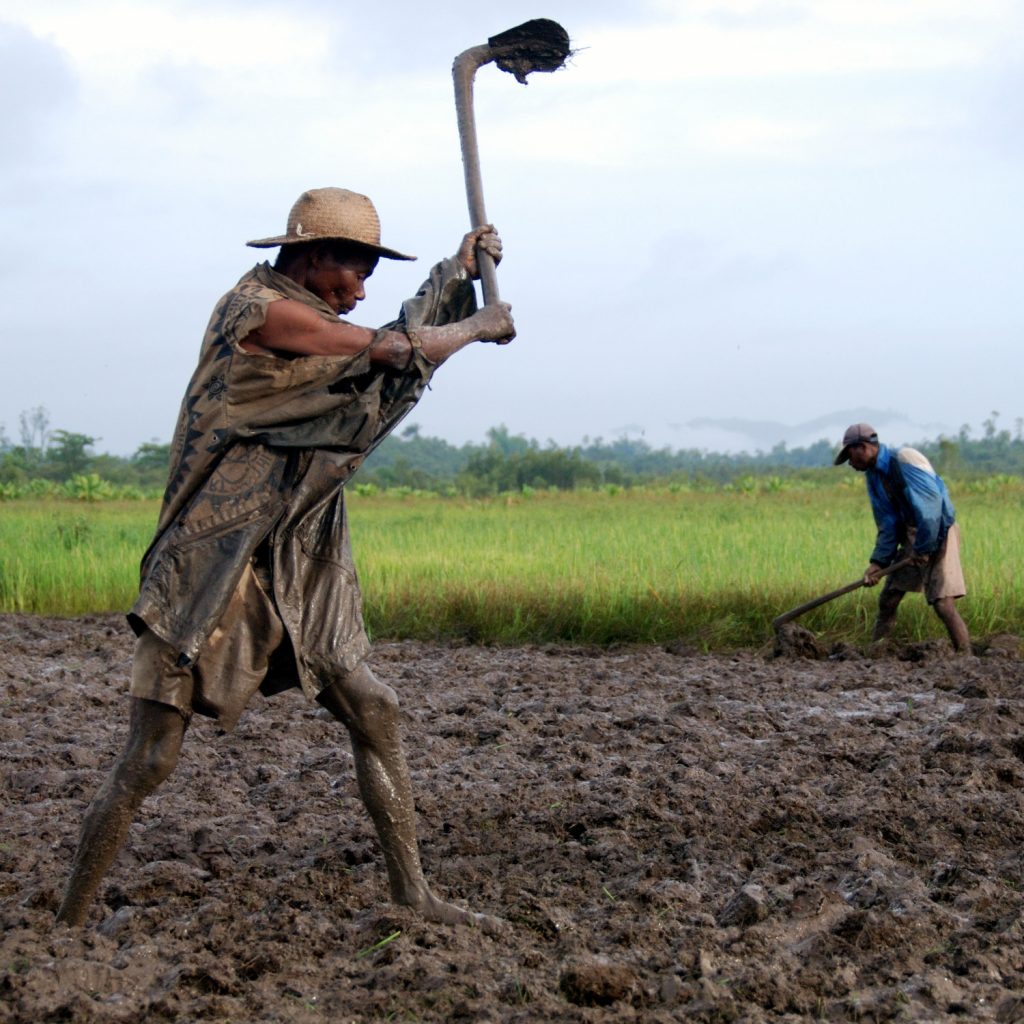 Un paysan malgache laboure son champs avec outil manuel