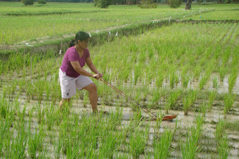 Une jeune agricultrice dans une rizière, les pieds enfoncés dans le champs humide, manipulant aven un outil en métall