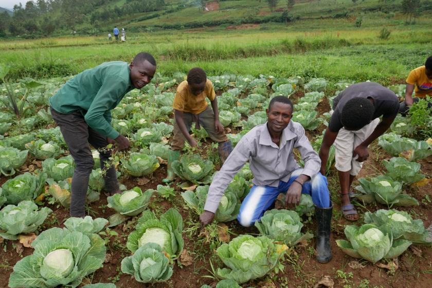 4 jeunes agriculteurs dans un champs de choux