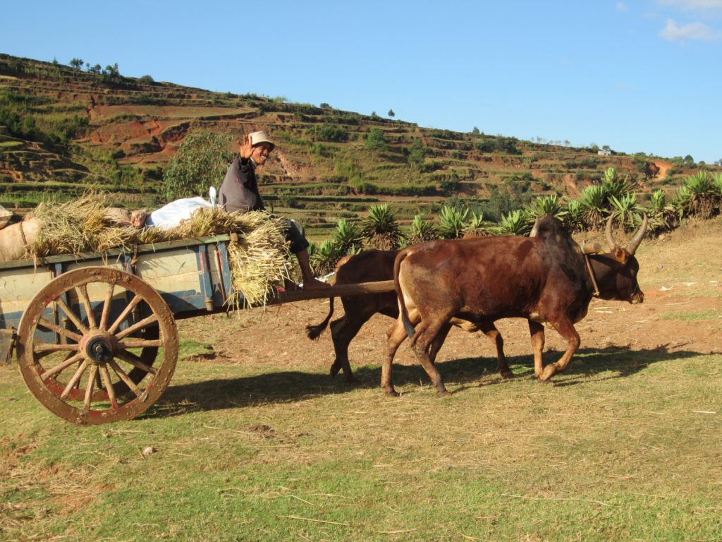 Un paysan malgache sur un chariot chargé de foin, tiré par deux boeufs