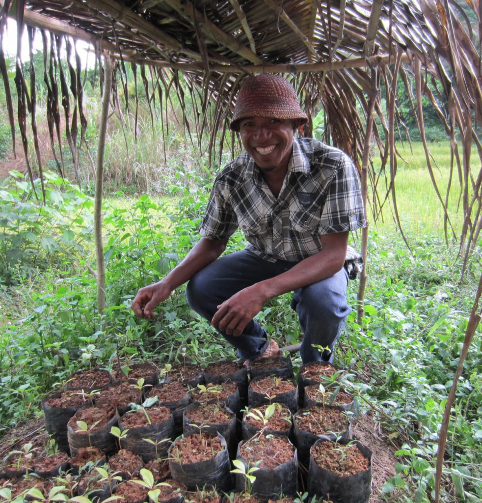Un paysan malgache devant des plans à repiquer