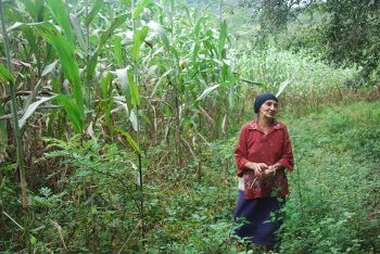 Une agricultrice agée à coté d'un champ de maïs, les plantes sont 2 fois plus grandes qu'elle.