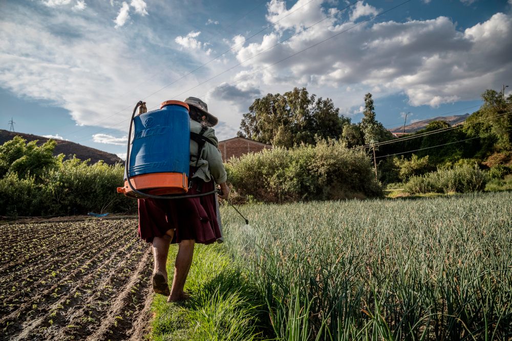 Une paysanne pied nu portant un contenair de pesticides sur le dos en train de pulveriser un champs.