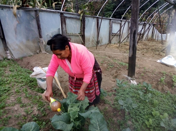 Une paysanne arrose une plante de choux dans une grande serre
