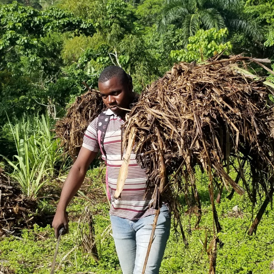 un jeune agriculteur porte une grande pile de bois sec