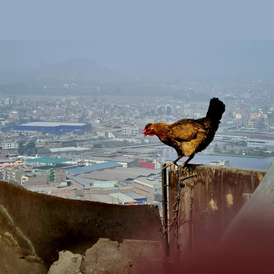 Une poule se tient sur une clôture, à l'arrière-plan une ville dans le brouillard