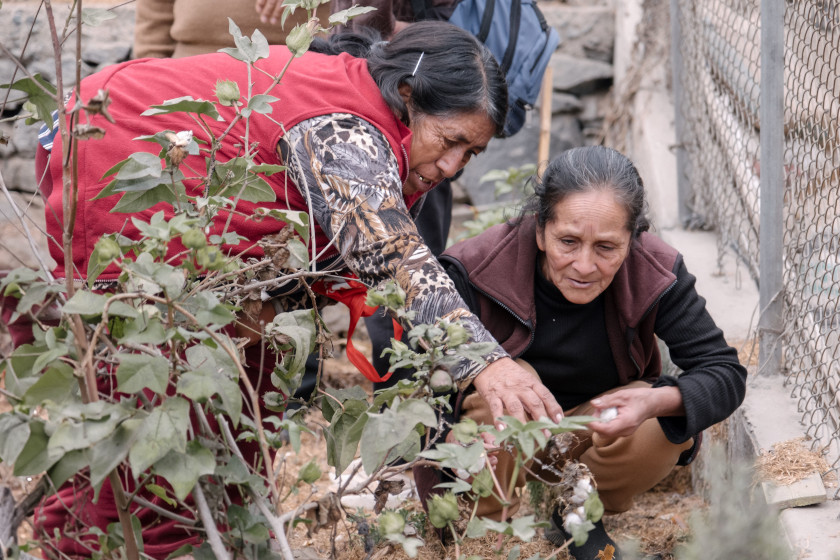 deux femmes agées penchées sur des plantes potagères