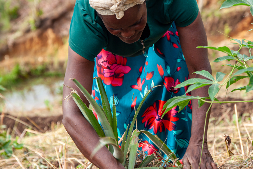 Une personne penchée vers le sol plante une jeune pousse, les mains travaillant la terre.