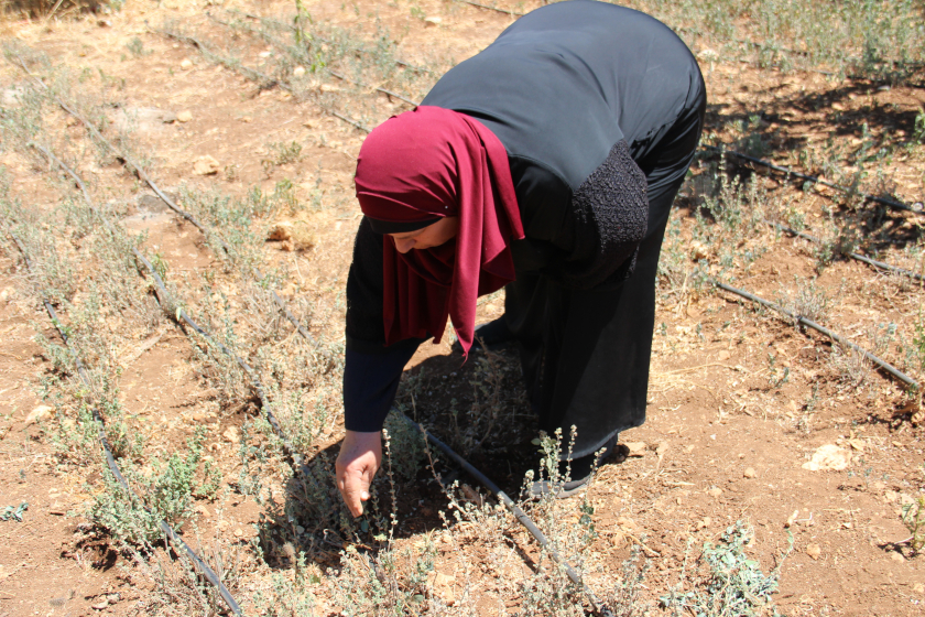 Une personne vêtue d’un long vêtement sombre et d’un foulard se penche pour travailler dans un champ sec. Des lignes de tuyaux d’irrigation au sol traversent la parcelle, où poussent de petites plantes clairsemées sous un soleil intense. 