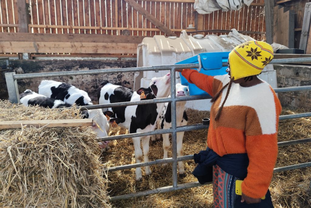 Personne donnant à boire à de jeunes veaux dans une étable.